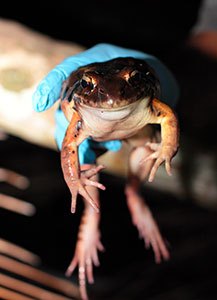 Mountain chicken frog © Paul Crask
