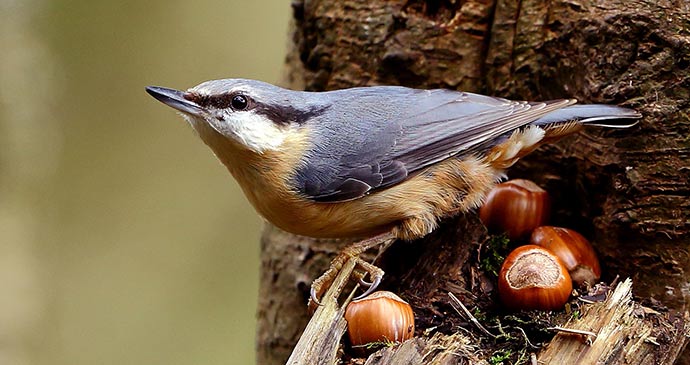 A nuthatch at Eskrigg Nature Reserve © Andrina Laidler
