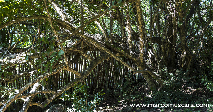 Tuna Amapola By Marco Muscara On the whole Paraguay has a very green landscape © Marco Muscarà