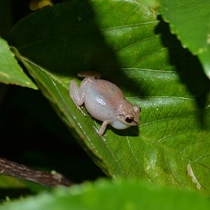Whistling frog © Adam Strange