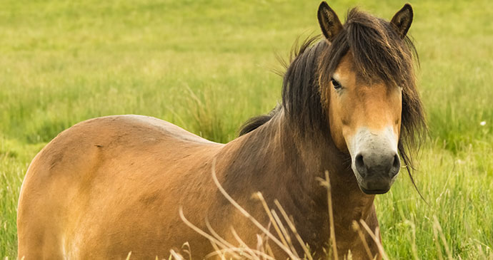 Wild Exmoor pony Exmoor Devon England UK by Roger Hall Shutterstock
