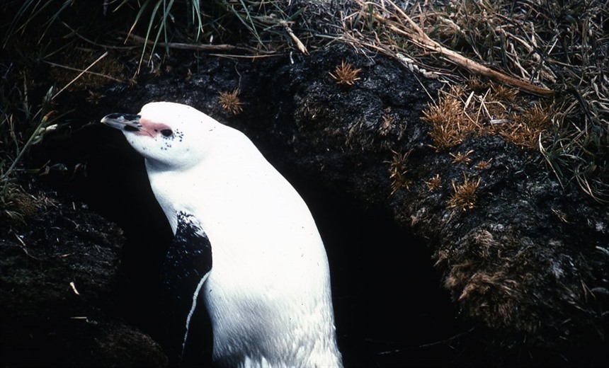An albino gentoo penguin, by Hilary Bradt