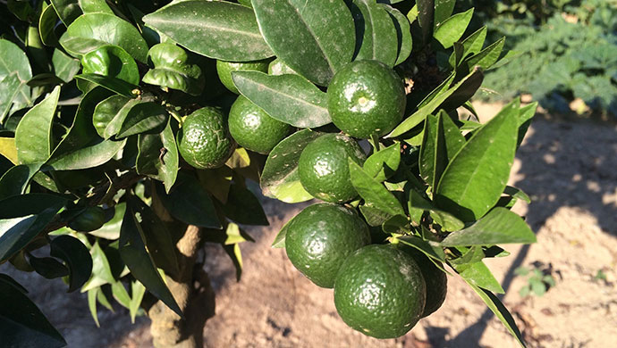 Chinotti oranges, Liguria, Italy by Rosie Whitehouse