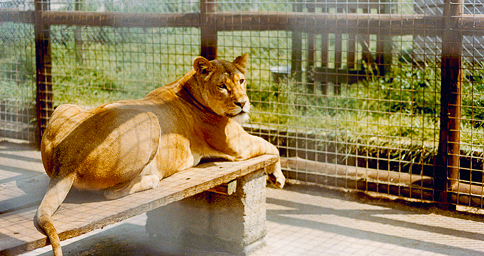 Christian the Lion's mother Ilfracombe Zoo John Rendall