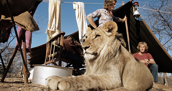 Christian the Lion by Derek Cattani 