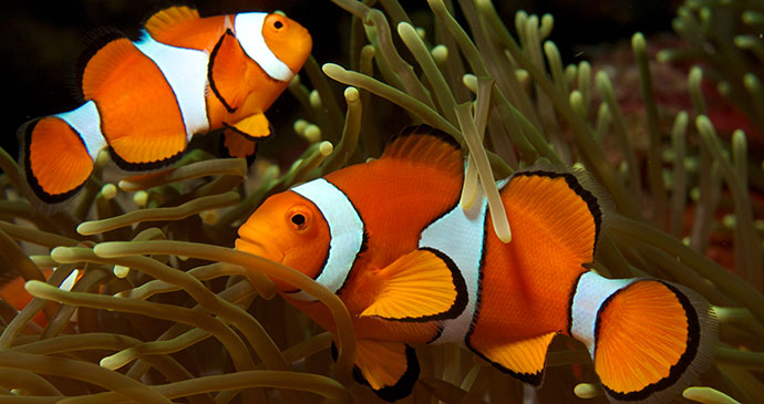 Clownfish, Papua New Guinea © Nick Hobgood, Wikimedia