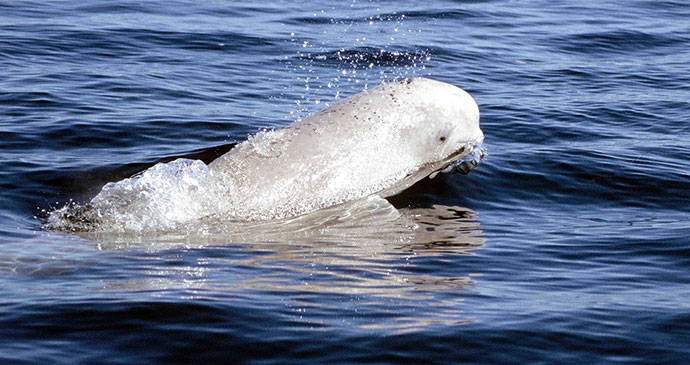 beluga whale, artic, Angsar Walk, Wikimedia Commons