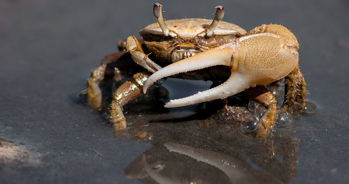 Fiddler crab by The Photographer, Wikimedia Commons