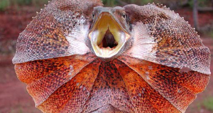 Frilled lizard by Abraxis112, Wikimedia Commons