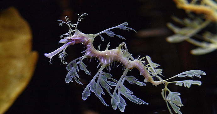 Leafy seadragon by Sage Ross, Wikimedia Commons