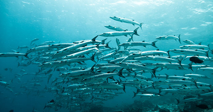 Fish, Malaysia, Borneo by Ekkapan-Poddamrong8, Shutterstock
