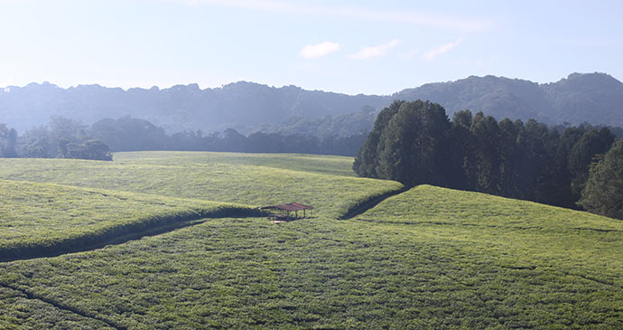 Gisakura Tea Estate, Nyungwe Forest National Park, Rwanda by Anna Moores