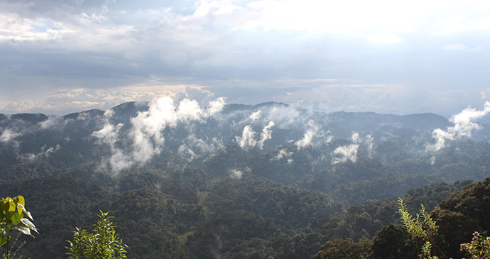 Nyungwe Forest National Park, Rwanda by Anna Moores
