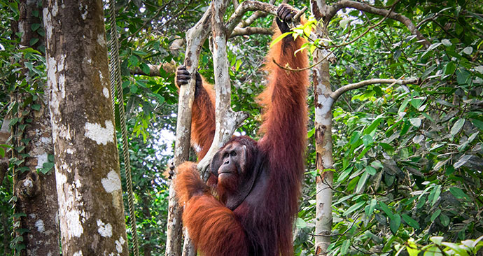 Orangutan Sepilok Sanctuary Sabah Borneo by Lisette van der Kroon