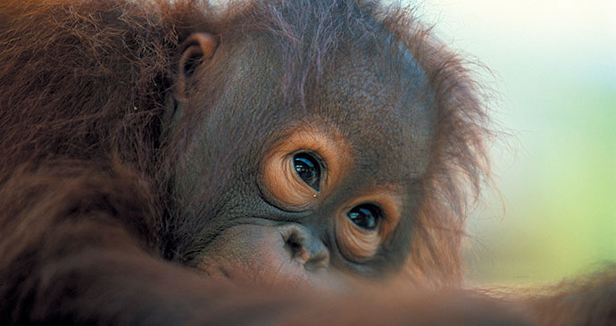 Orangutan, Malaysia, Borneo, Asia by Sarawak Tourism