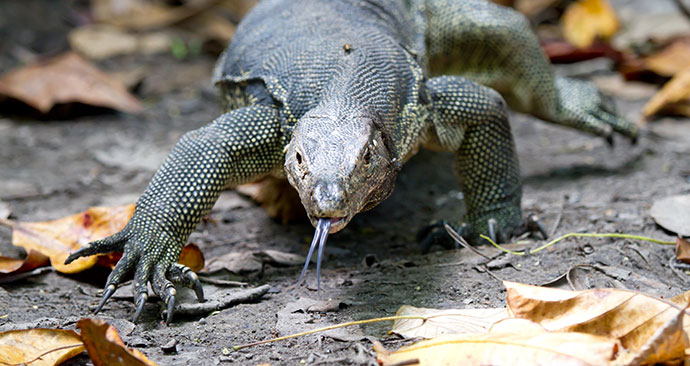 komodo dragon, Borneo, Malaysia, Asia by Cuson, Shutterstock