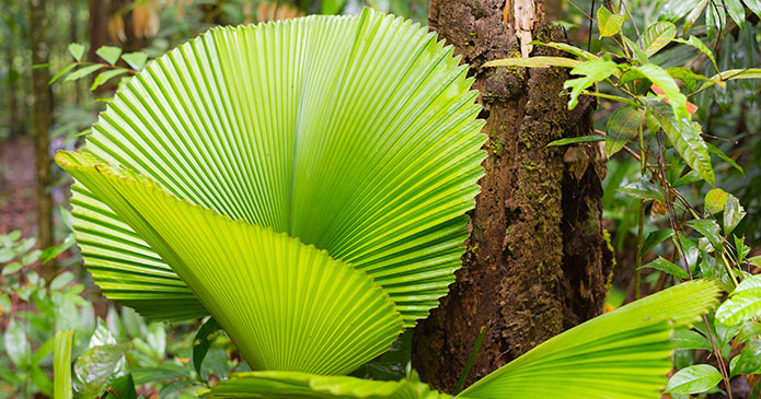 Flora, lowland rainforest, Brunei, Asia by Fabio Lamanna