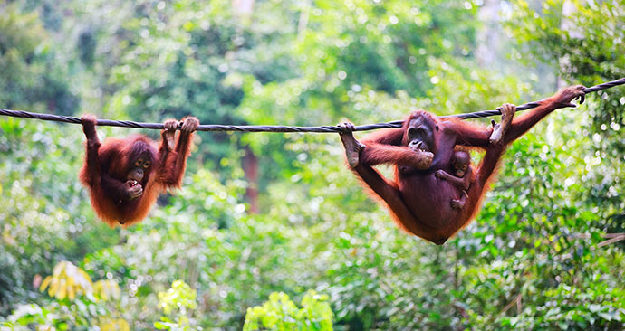 Orangutan, Sepilok Orangutan Rehabilitation Centre, Malaysia, Borneo, Asia by BlueOrange Studio, Shutterstock