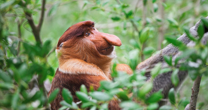 Proboscis monkey, Bako National Park, Borneo, Malaysia © Gualtiero Boffi, Shutterstock