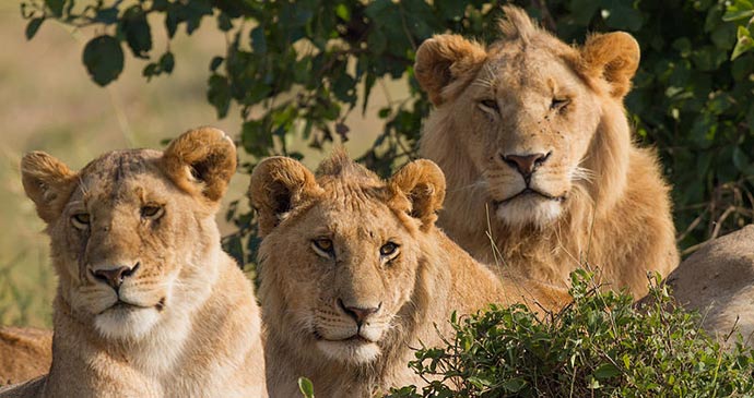 Lions Masai Mara Kenya Benh LIEU SONG