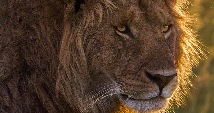 Lions Paradise Plain Kenya by Jonathan and Angela Scott