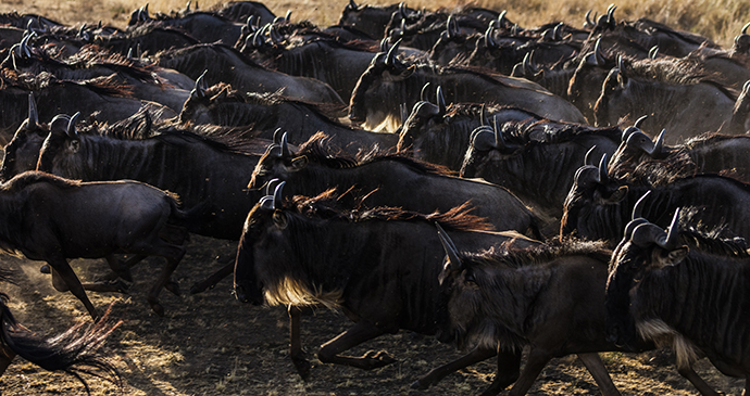Wildebeest Paradise Plain Kenya by Jonathan and Angela Scott