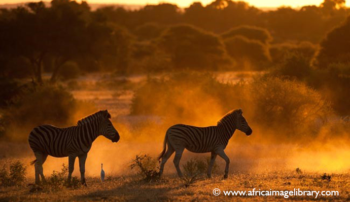 Zebras Botswana by Ariadne Van Zandbergen 