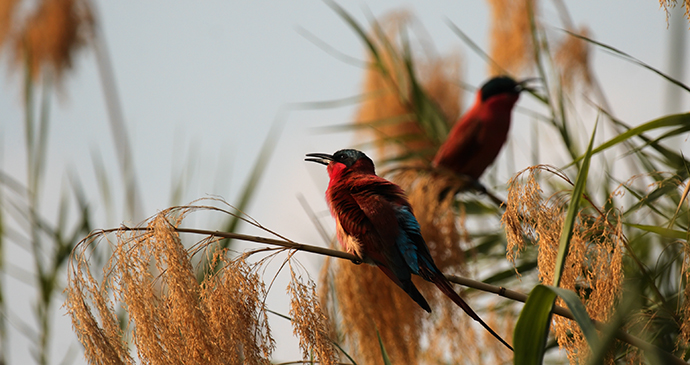 Carmine bee-eaters, Botswana by dirkr, Shutterstock