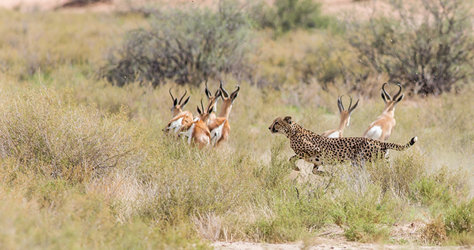 Cheetah, Botswana by Antero Topp, Shutterstock