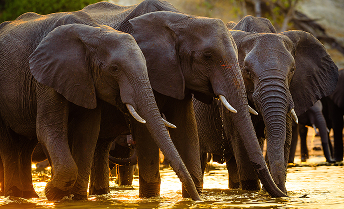 Elephant, Chobe National Park, Botswana by Radek Borovka, Shutterstock