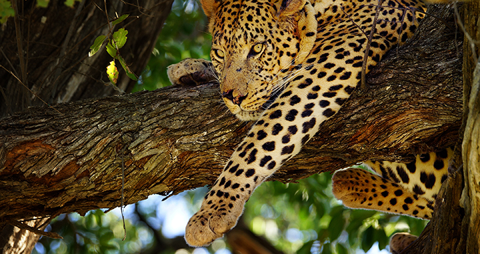 Leopard, Botswana by Efimova Anna, Shutterstock