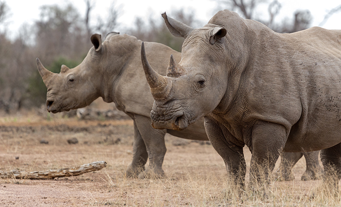 rhino, Botswana by bassvdo, Shutterstock