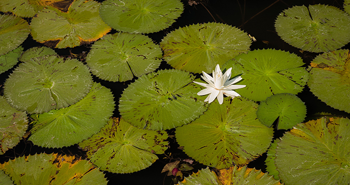 Lily, Okavango Delta, Botswana by Janelle Lugge, Shutterstock