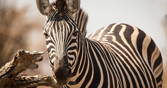 Zebra, Moremi Game Reserve, Botswana by Janelle Lugge, Shutterstock