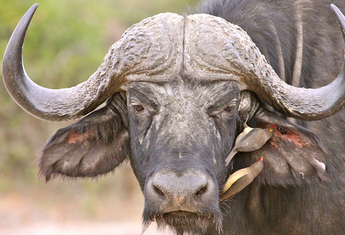 Cape buffalo, Botswana by pauleek, Shutterstock 