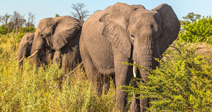 Botswana Chobe River elephant by © PlusONE, Shutterstock best places to see elephants