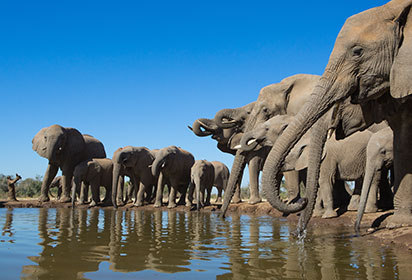 Elephants at a waterhole, Botswana by Villiers Steyn, Shutterstock