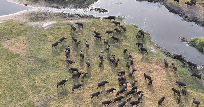 Scenic flight, Botswana by Tricia Hayne 