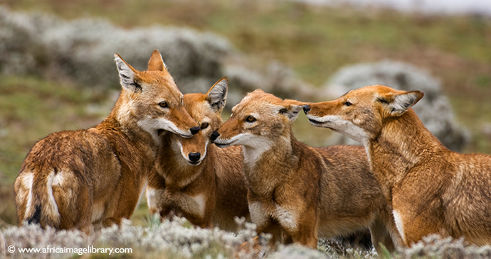 Ethiopian wolf Sanetti Plateau Ethiopia by Ariadne Van Zandbergen