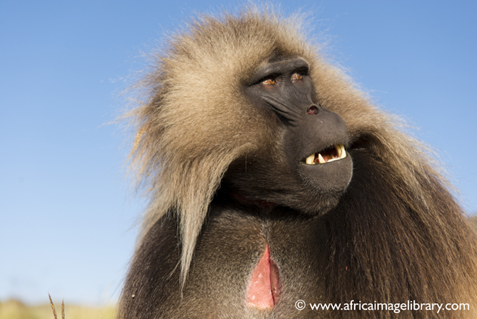 Gelada monkey Ethiopia by Ariadne Van Zandbergen 