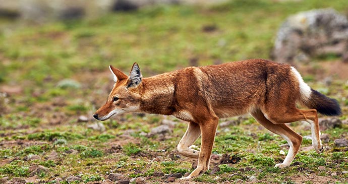 Ethiopian wolf, Ethiopia, Africa by ArCaLu, Shutterstock