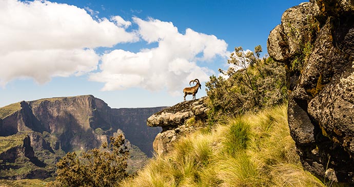 Walia Ibex, Ethiopia, Africa by ArCaLu, Shutterstock