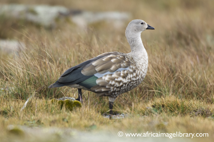 Blue-winged goose birdwatching Ethiopia by Ariadne Van Zandbergen 