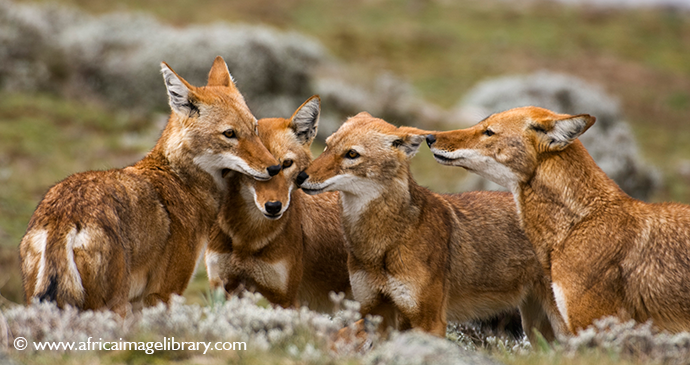 Ethiopian wolf Simien Mountains National Park Ethiopia by Africa Image Library