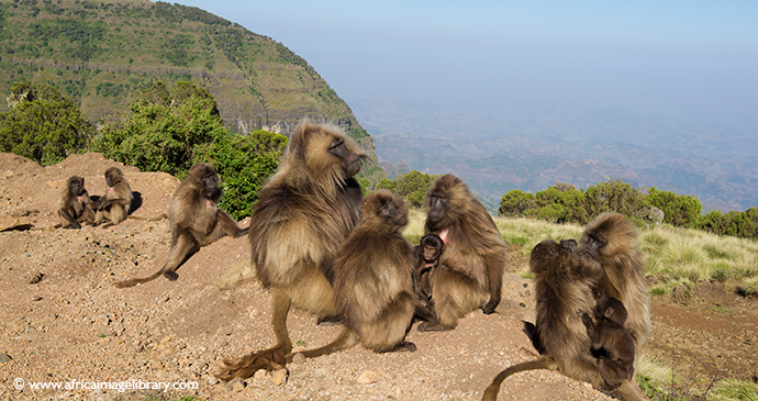 Gelada monkey Ethiopia by Ariadne Van Zandbergen 