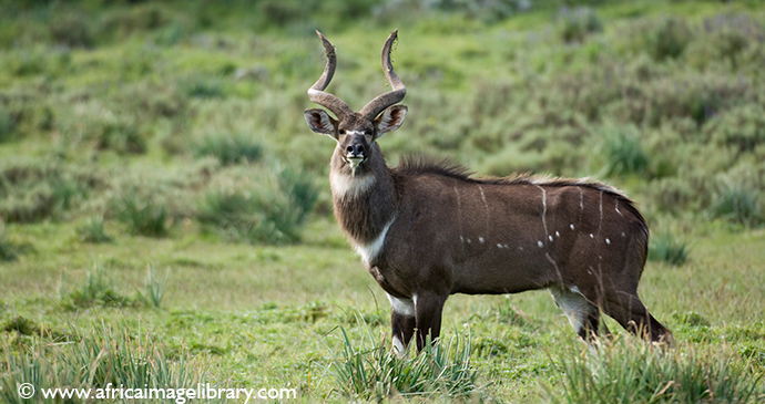 Mountain nyala Bale Mountains National Park Ethiopia by Ariadne Van Zandbergen