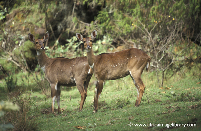 Mountain nyala Bale Mountains National Park Ethiopia by Ariadne Van Zandbergen