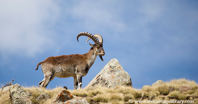 Walia ibex wildlife guide Ethiopia by Ariadne Van Zandbergen