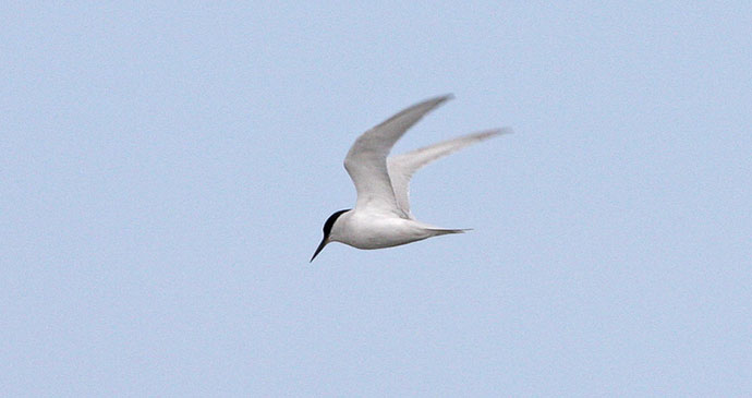 Damara Tern Gabon by Magnus Manske Wikimedia Commons