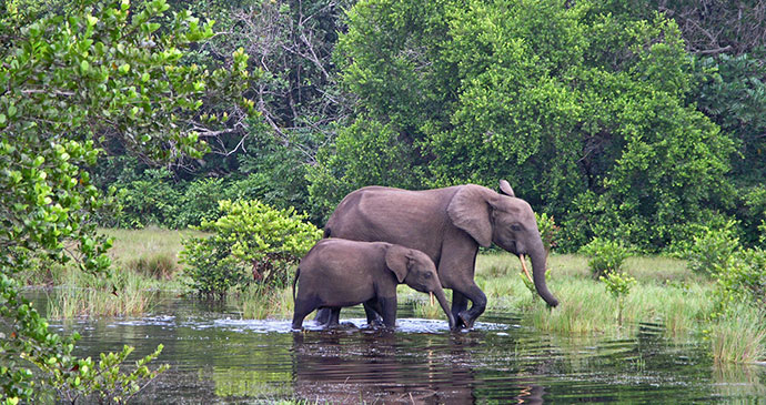 Elephants Loango National Park Gabon by Beat Germann, Dreamstime best places to see elephants